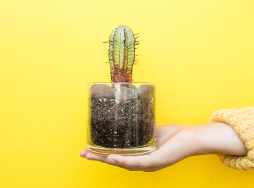 45 Laat jij je verlammen door kritiek – cactus